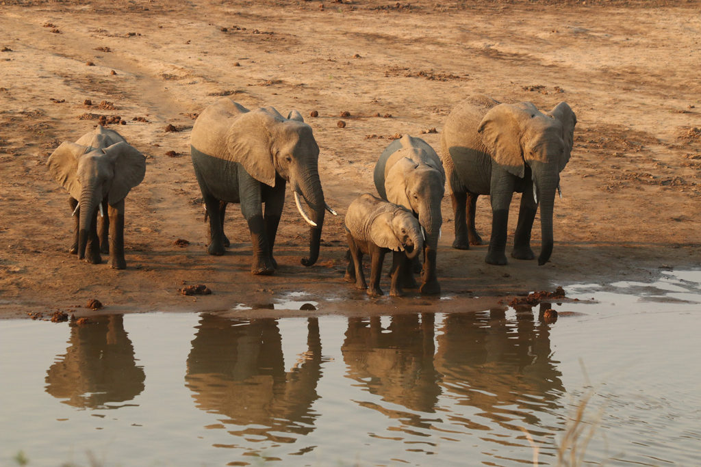 Elephant (Zambia)