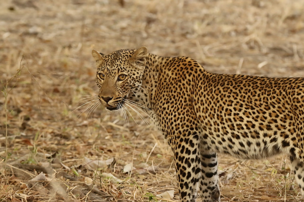 Leopard (Zambia)