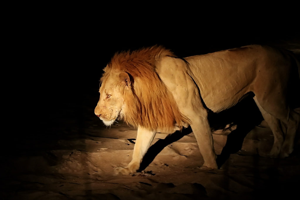 Lion (Zambia)