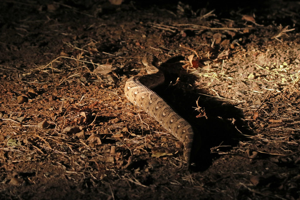 Puff adder (Zambia)