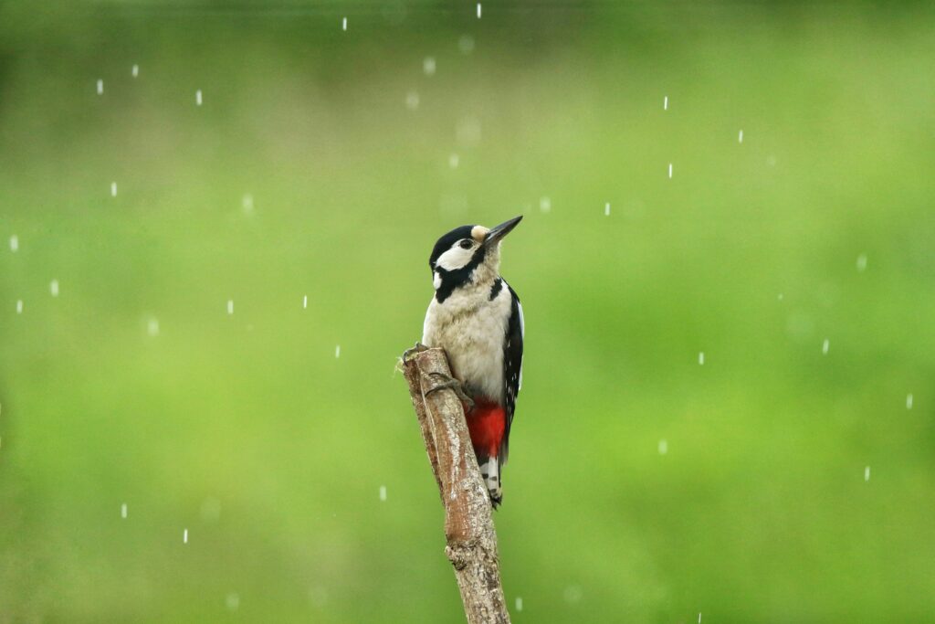 Great spotted woodpecker