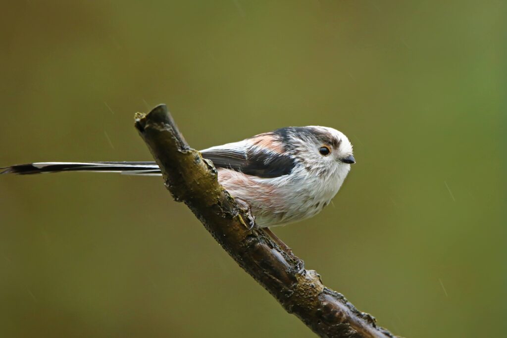 Long-tailed tit