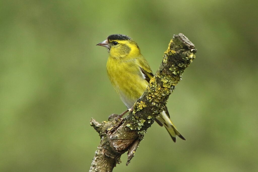 Siskin