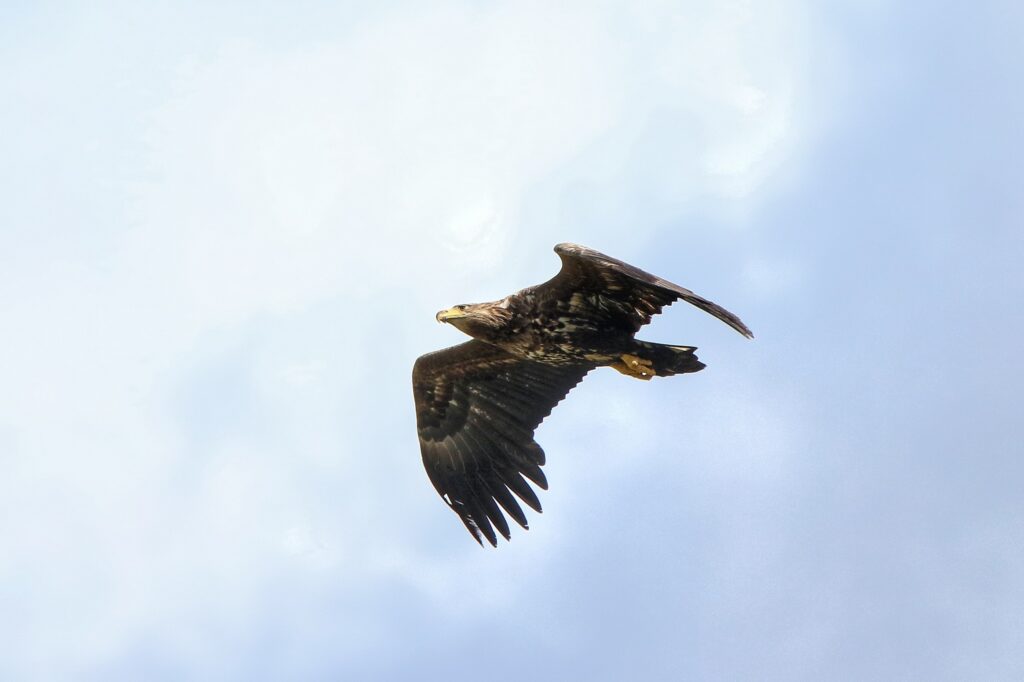 White-tailed eagle