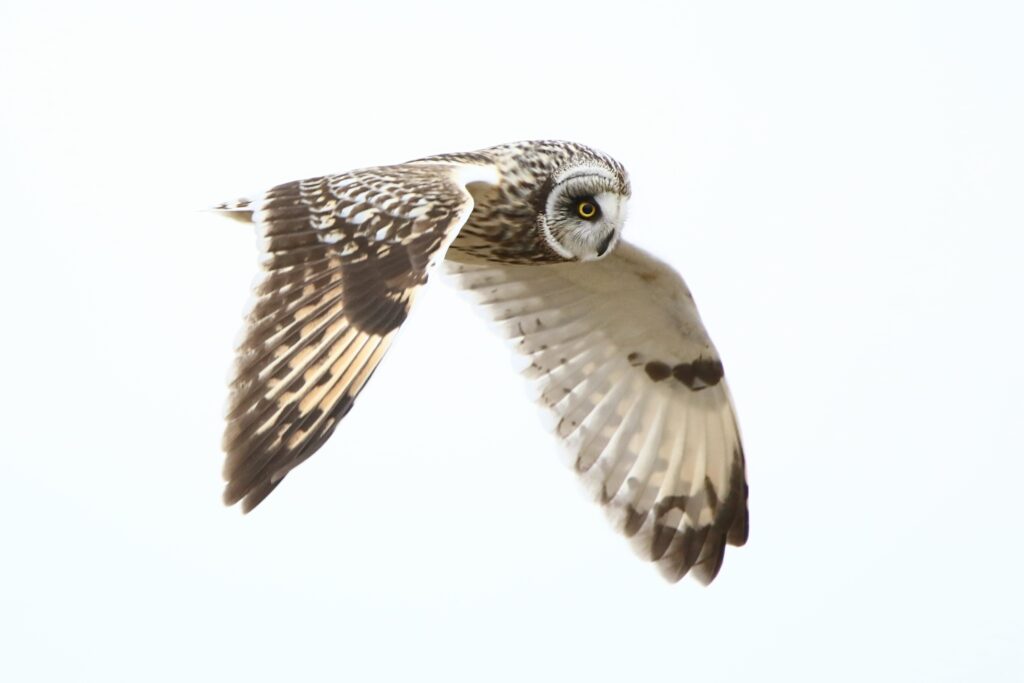 Short-eared owl