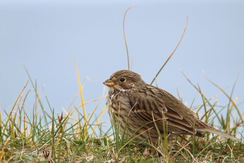 Corn bunting