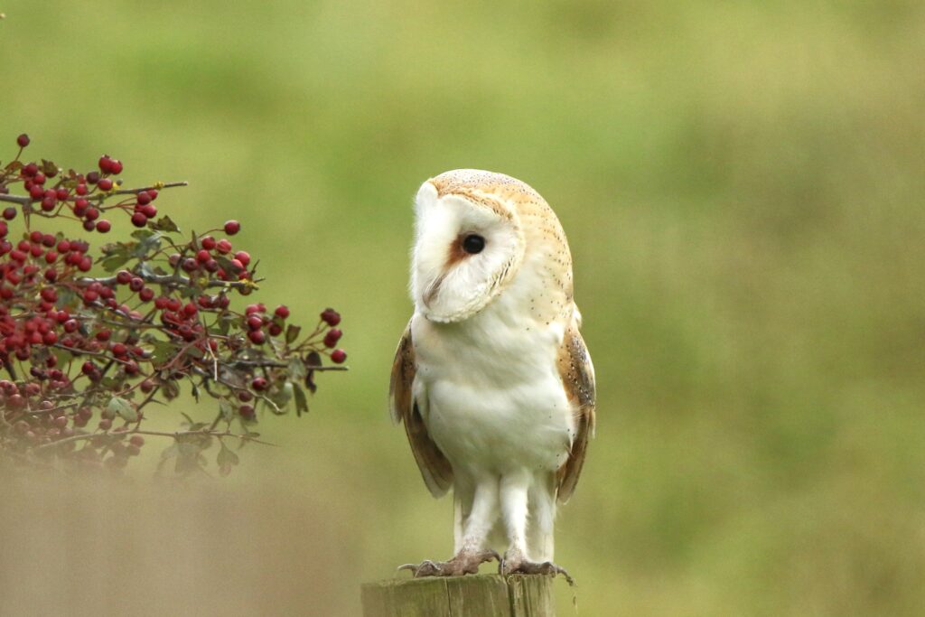 Barn owl