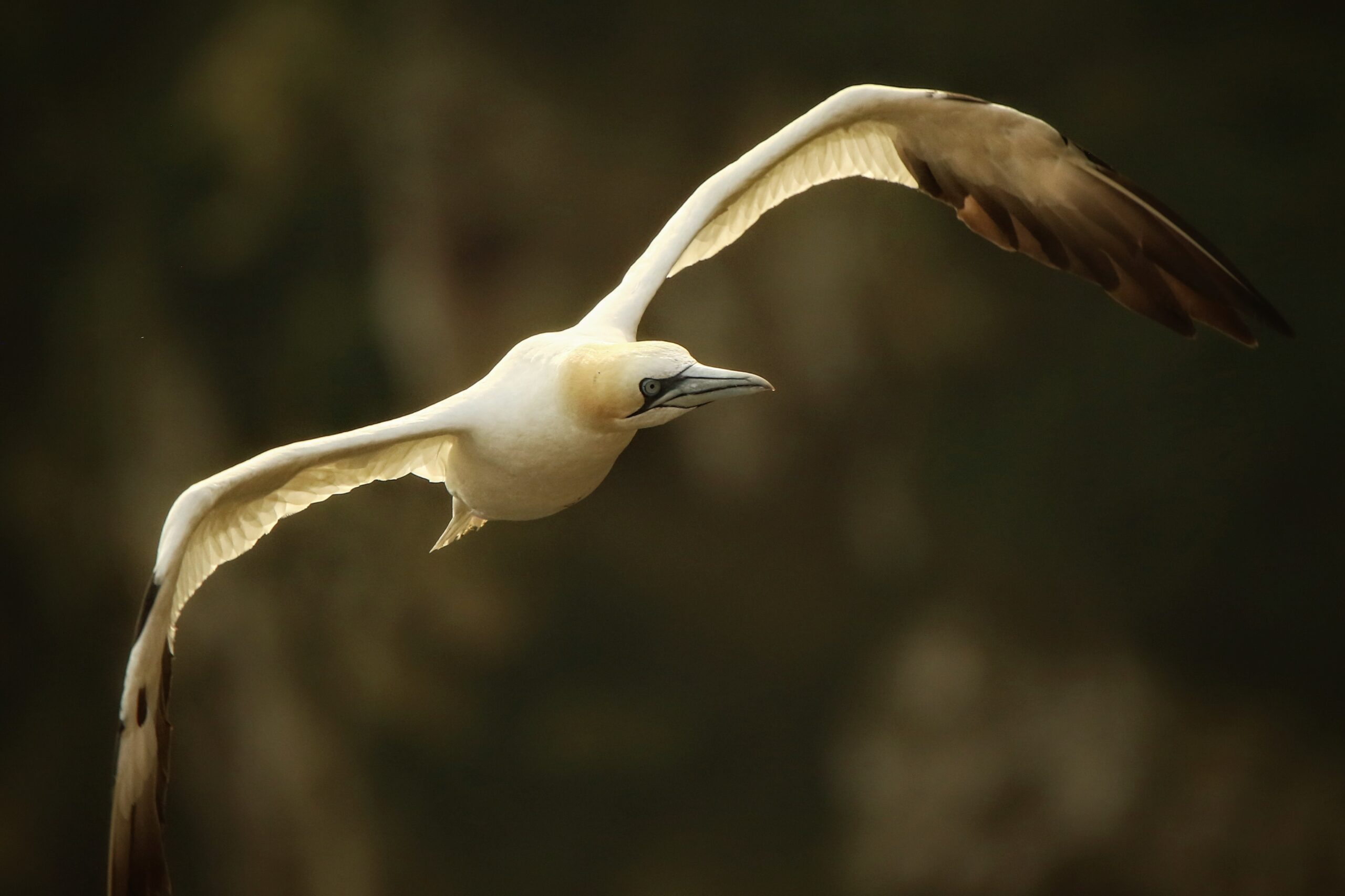 Gannet