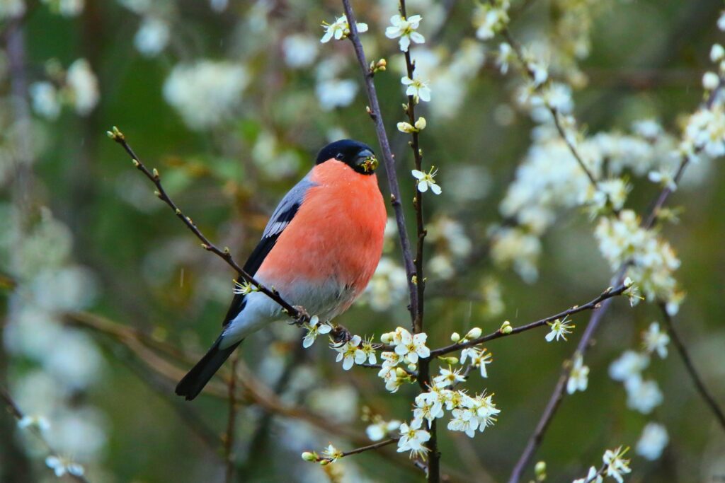 Bullfinch