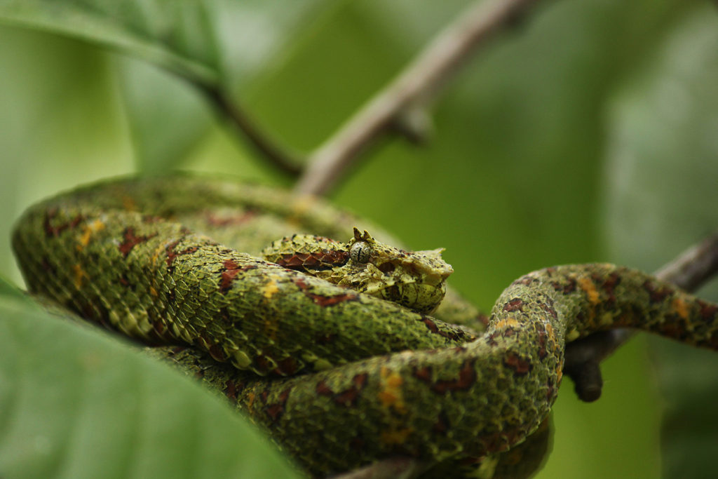Eyelash viper (Costa Rica)