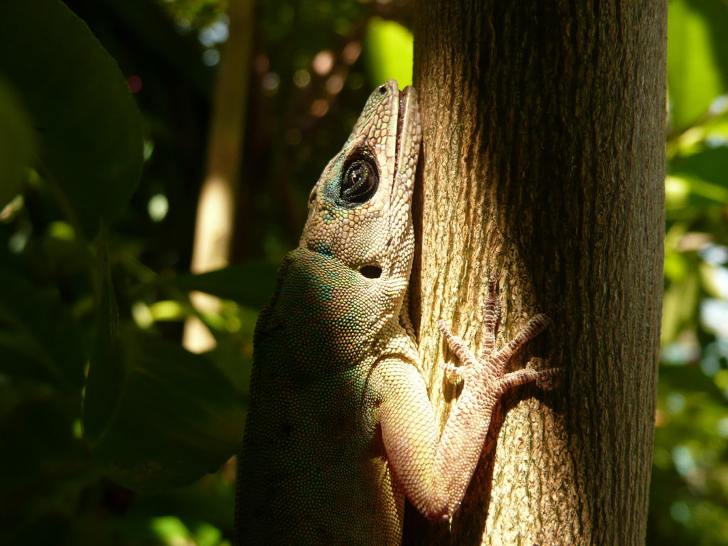 Lizard (Grenada)