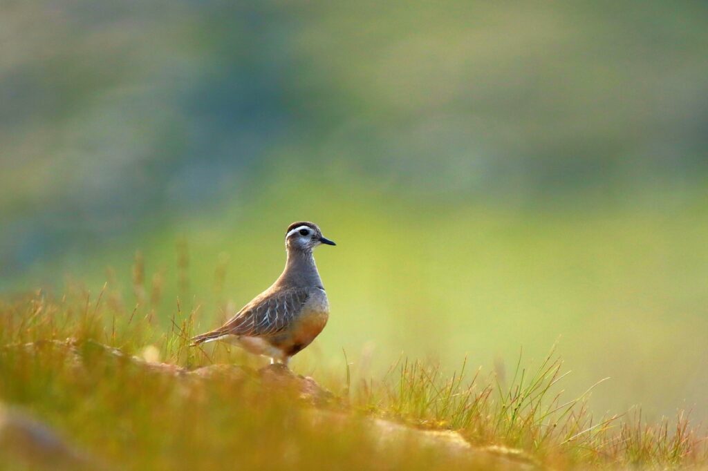 Dotterel