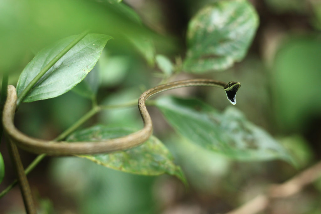 Brown vine snake (Costa Rica)