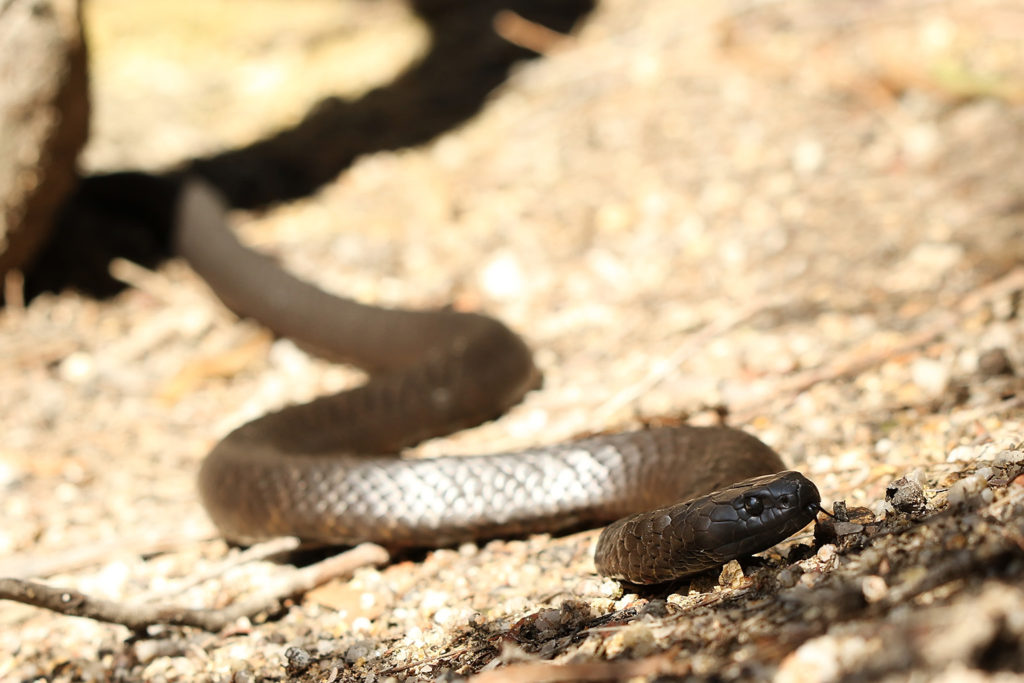 Tiger snake (Australia)