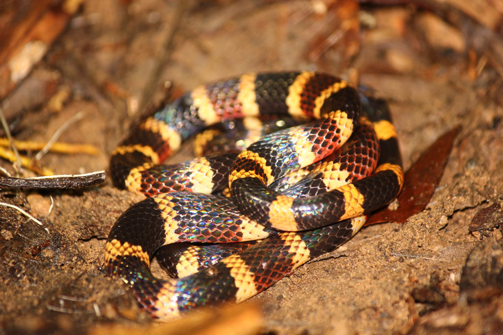 Centra Amercian coral snake (Costa Rica)