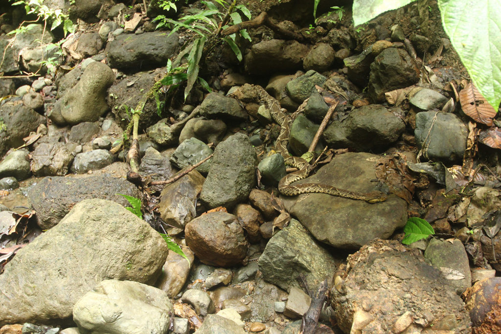 Fer de lance (Costa Rica)