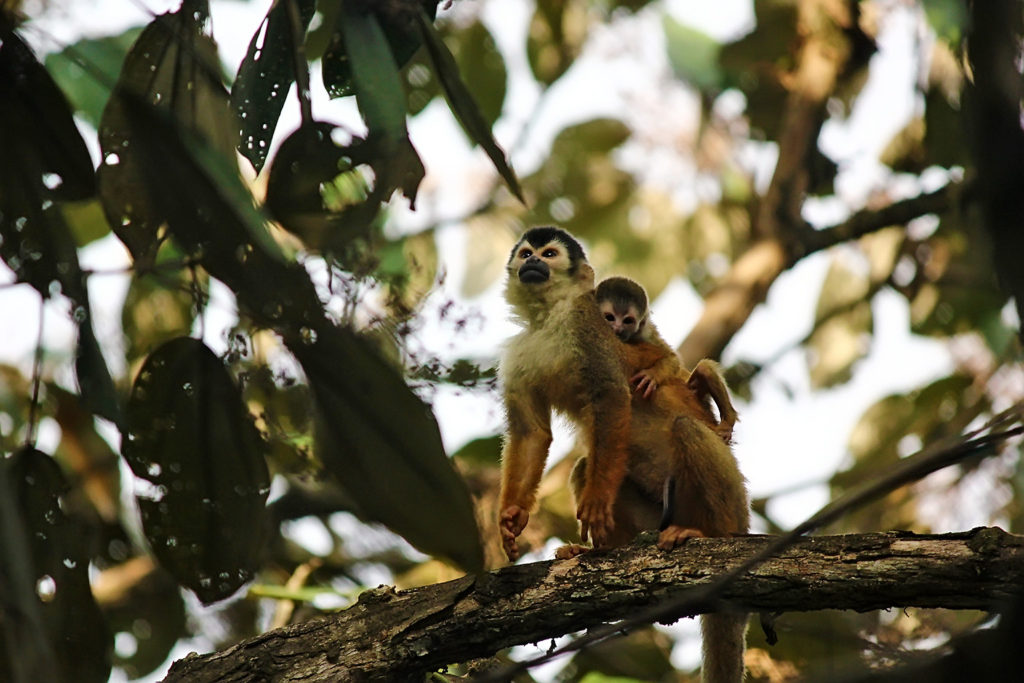 Squirrel monkey (Costa Rica)