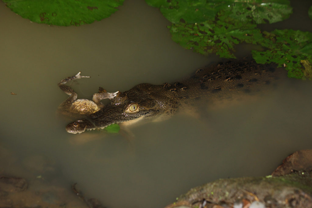 Spectacled caiman (Costa Rica)