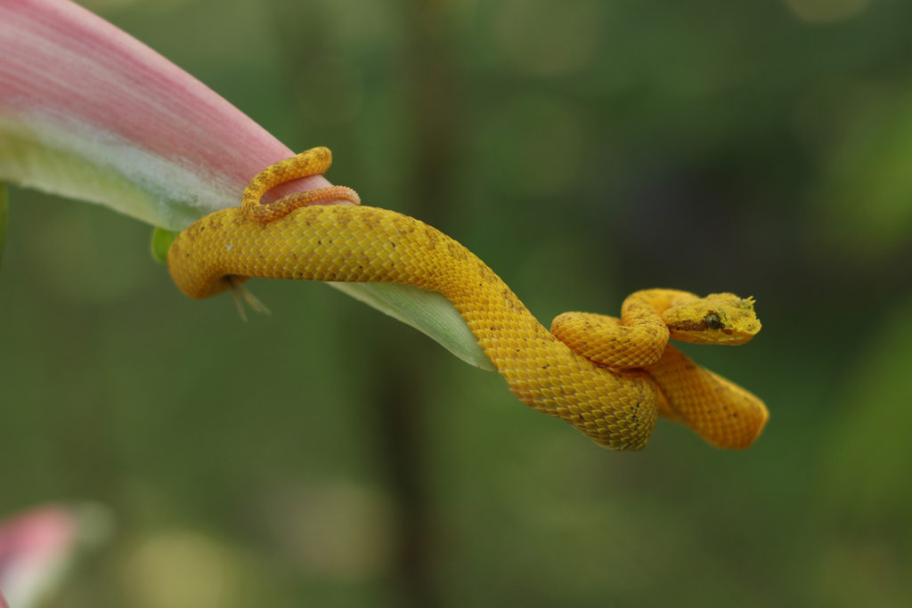 Eyelash viper (Costa Rica)