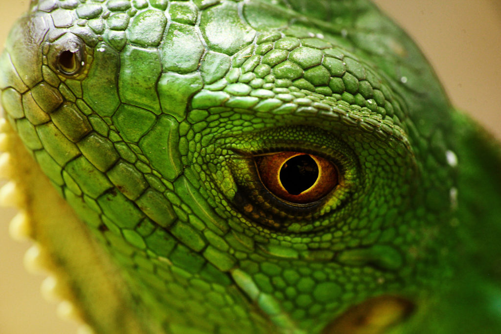 Black iguana (Costa Rica)