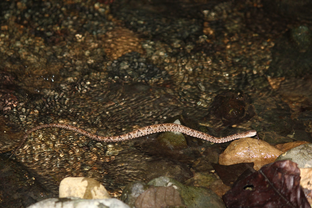 Fer de lance (Costa Rica)