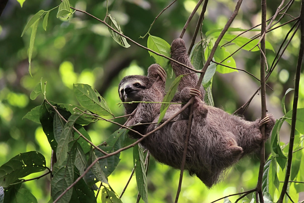 Three-toed sloth (Costa Rica)