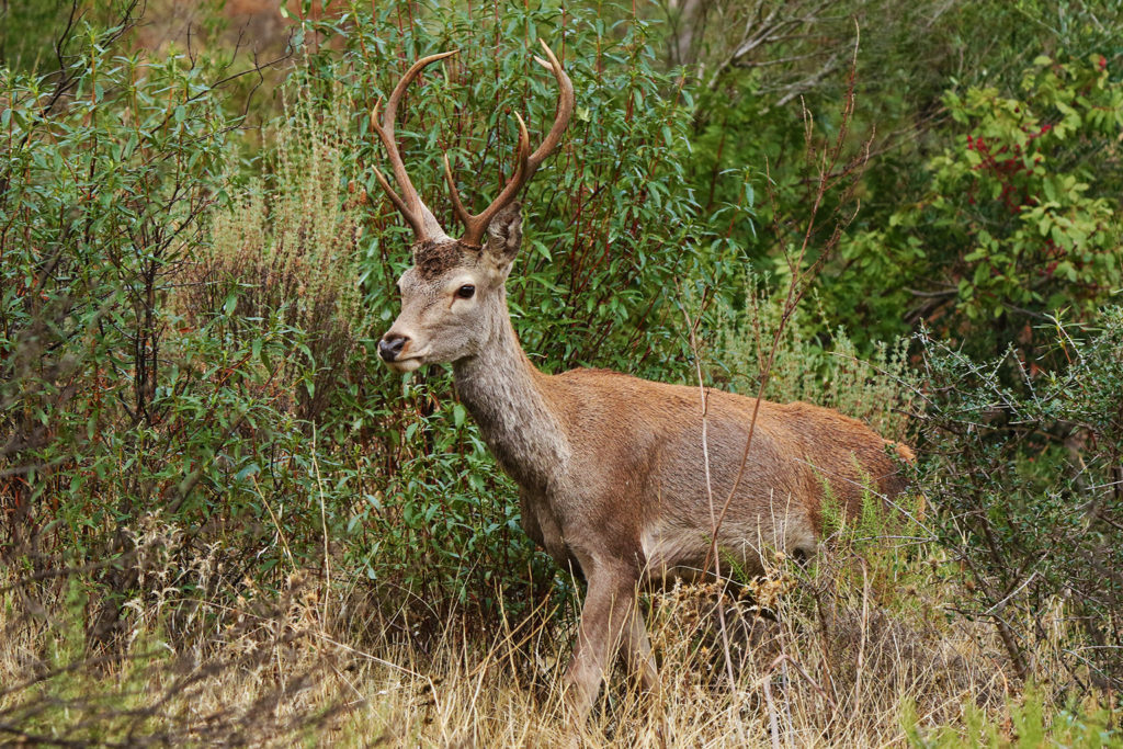 Red deer (Spain)