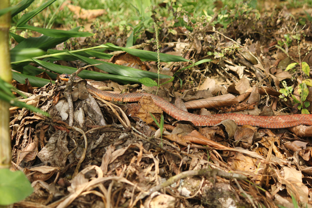 Bird-eating snake (Costa Rica)