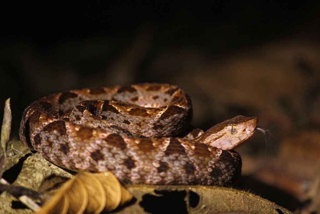 Fer de lance (Costa Rica)