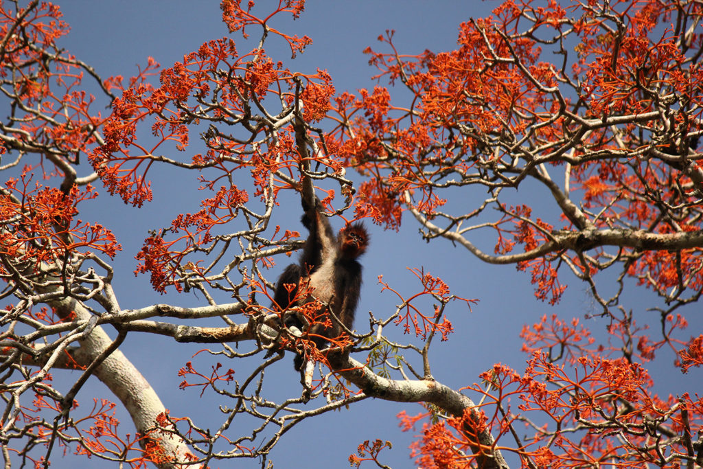 Spider monkey (Mexico)