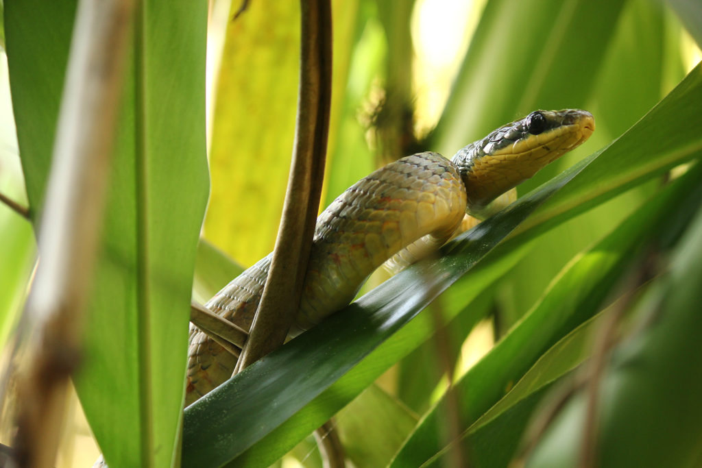 Bird-eating snake (Costa Rica)