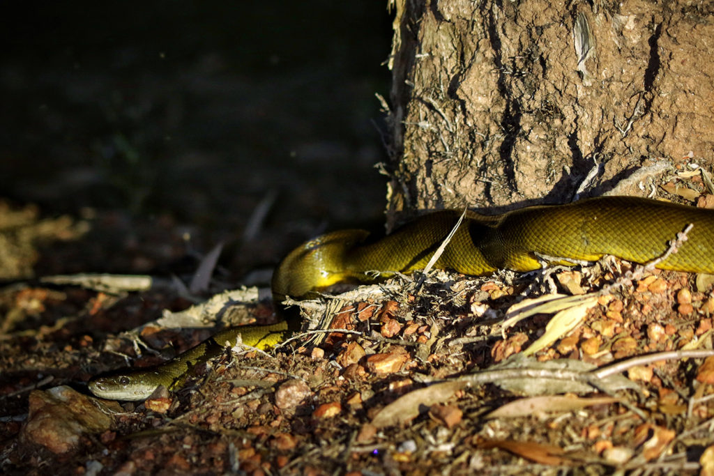 Water python (Australia)