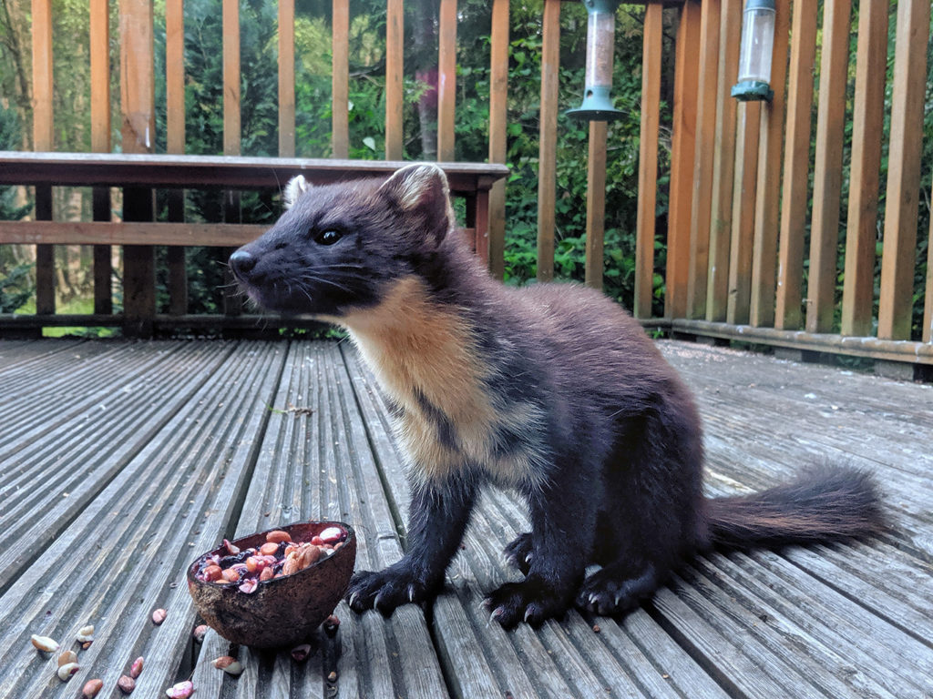 Pine marten (UK)