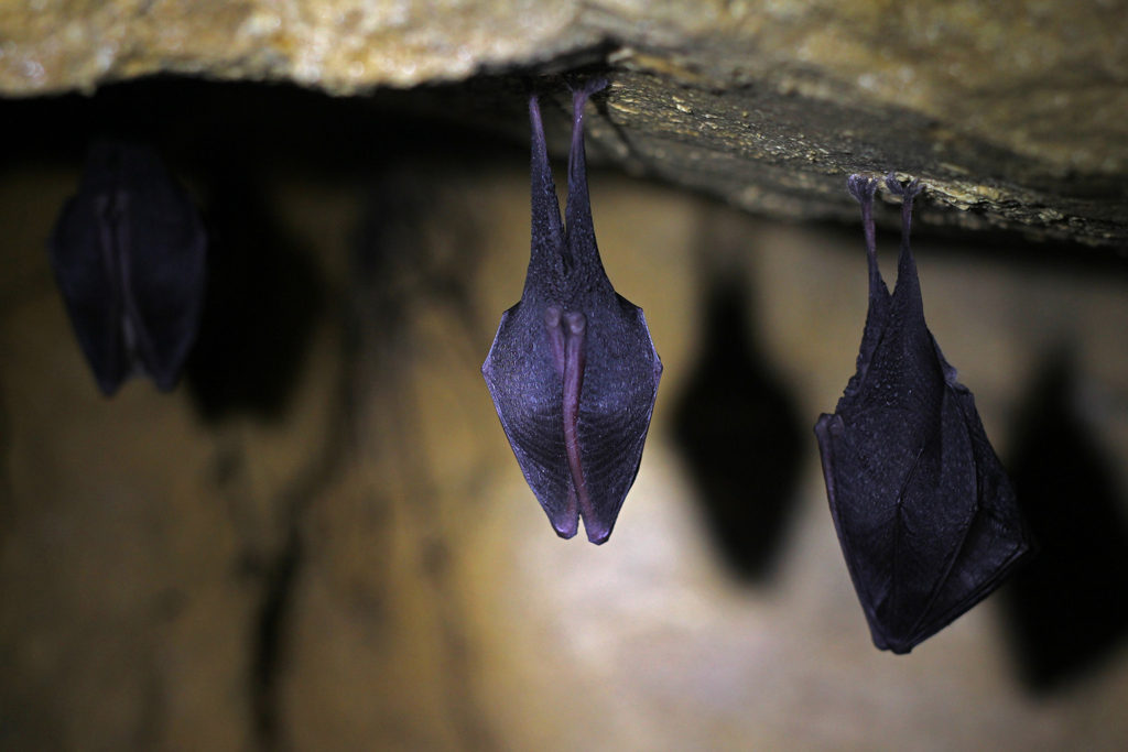 Lesser horseshoe bat (UK)