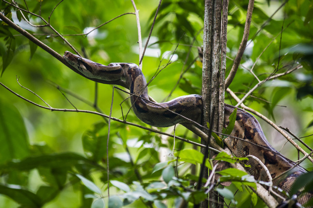 Boa constrictor (Costa Rica)