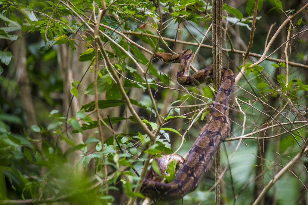 Boa constrictor (Costa Rica)