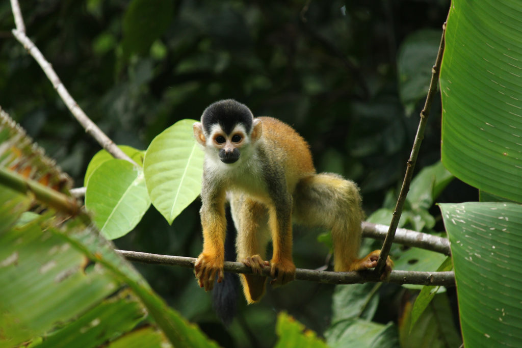 Squirrel monkey (Costa Rica)