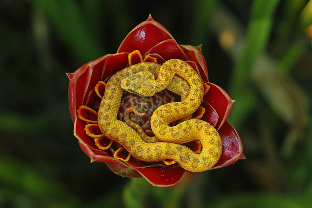 Eyelash viper (Costa Rica)