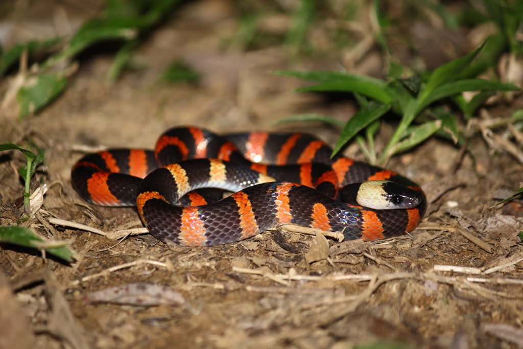 Banded calico snake (Costa Rica)