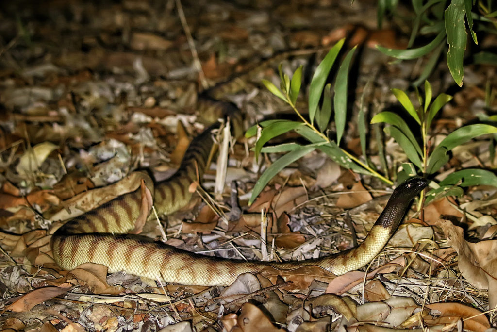 Black-headed python (Australia)