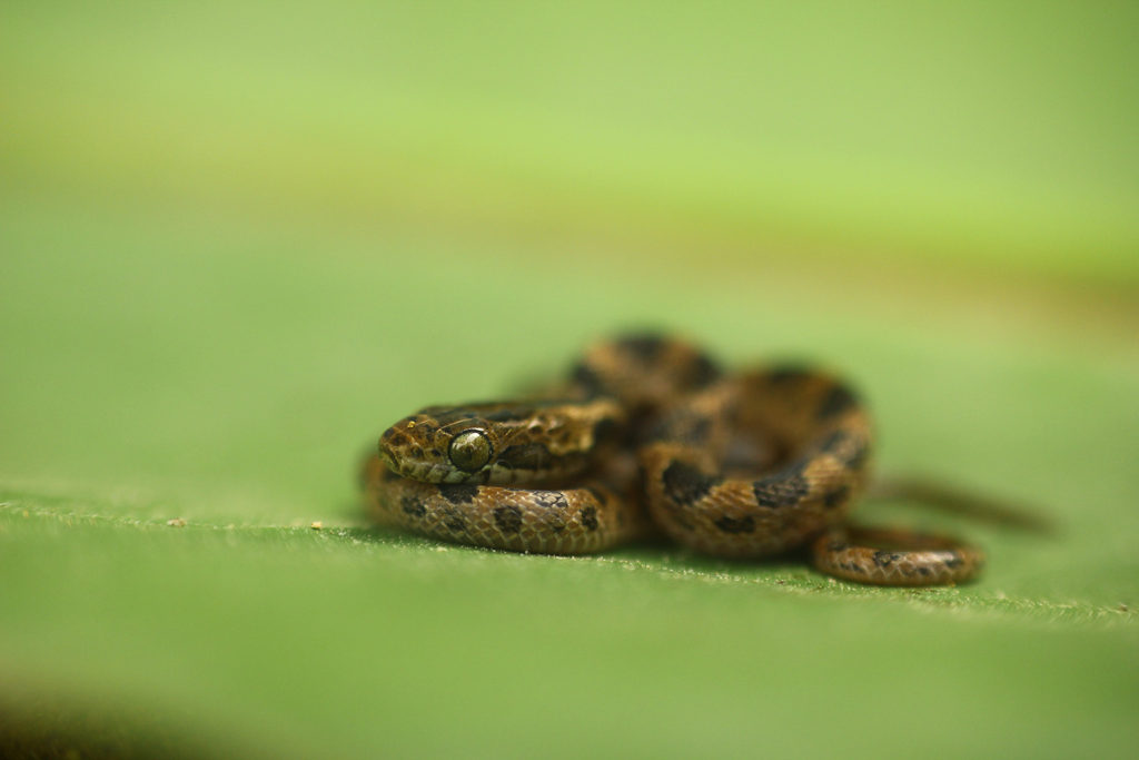 Blunt-headed vine snake (Costa Rica)