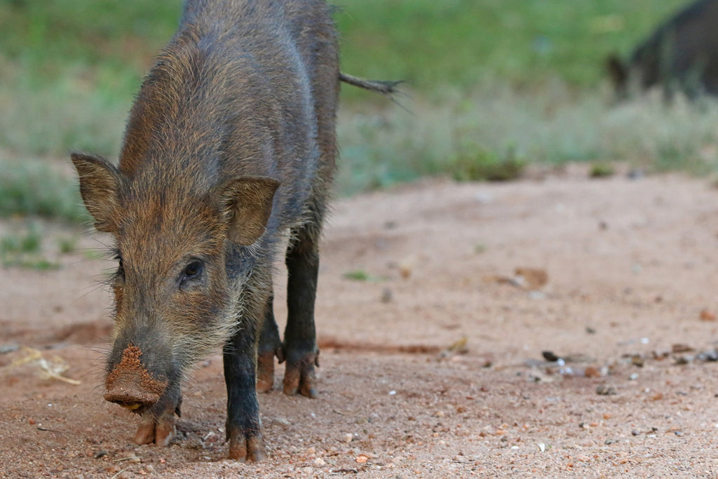 Boar (Sri Lanka)