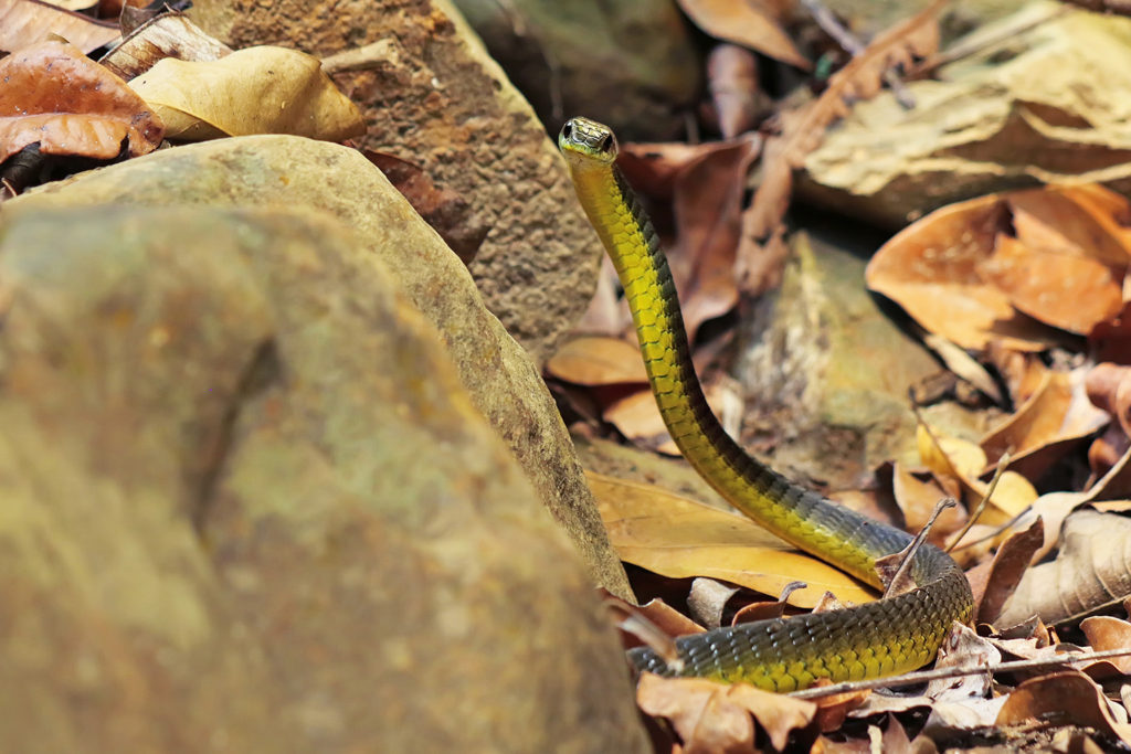 Green tree snake (Australia)