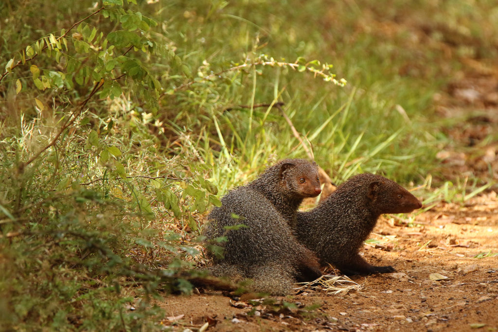 Mongoose (Sri Lanka)