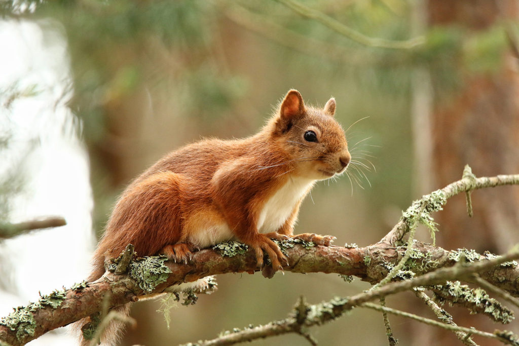 Red squirrel (UK)