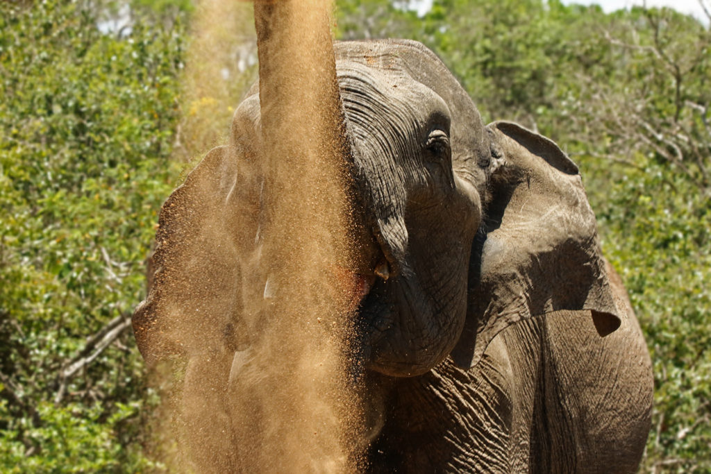 Elephant (Sri Lanka)