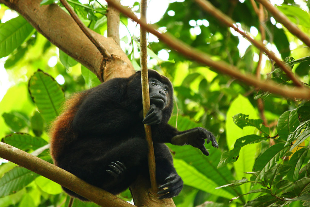 Howler monkey (Costa Rica)