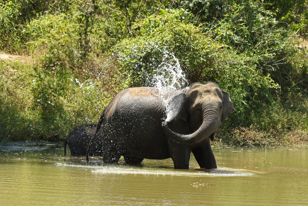 Elephant (Sri Lanka)