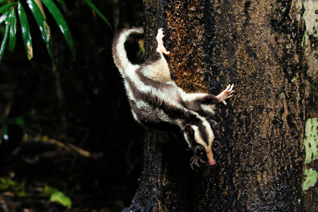 Striped possum (Australia)