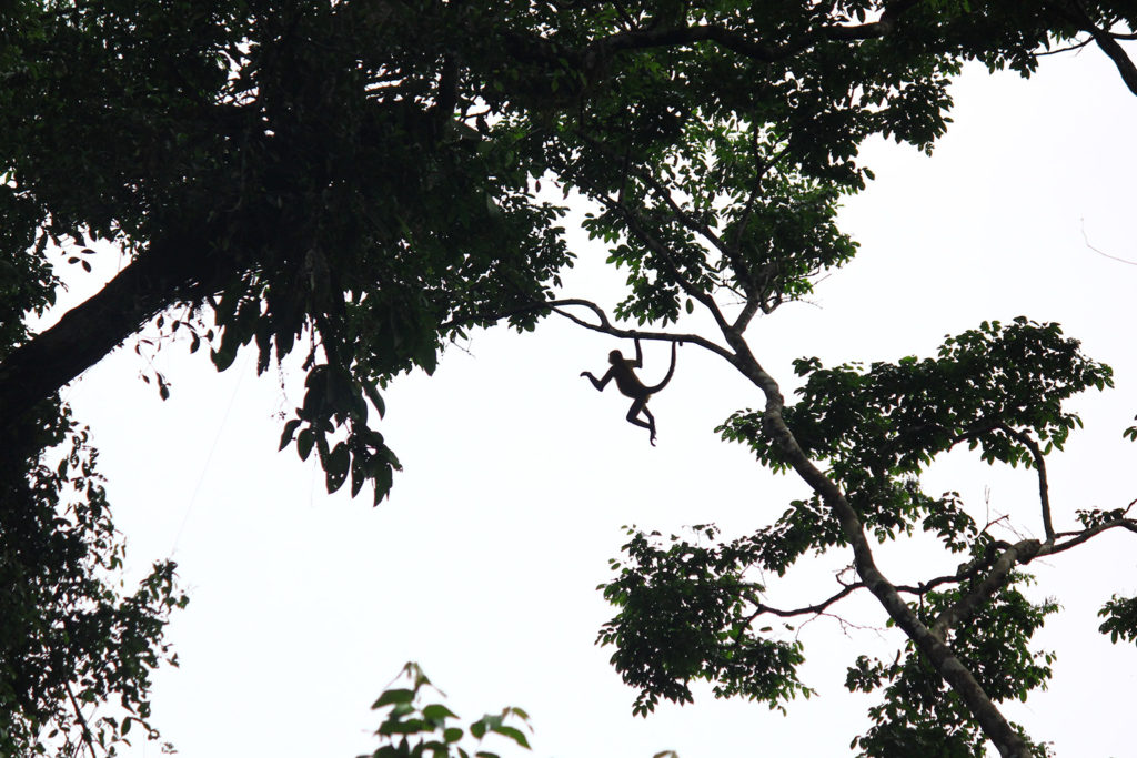 Spider monkey (Costa Rica)